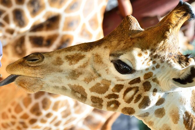 Early Nairobi Park Giraffe Centre and Optional Elephant Orphanage - Leaving at 6 a.m. for Nairobi National Park