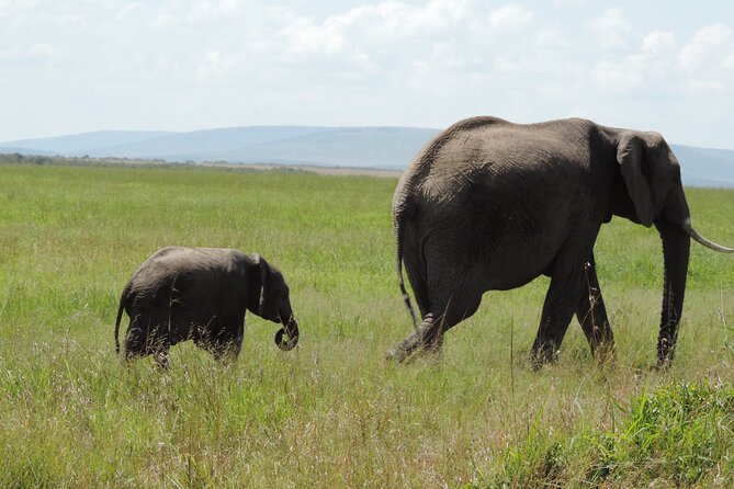 Elephant Orphanage and Giraffe Center Nairobi Day Tour - Why this short Nairobi tour works