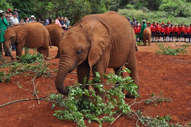 Elephant Orphanage and Giraffe Center Nairobi Day Tour - The David Sheldrick orphanage from 11:00 am to noon