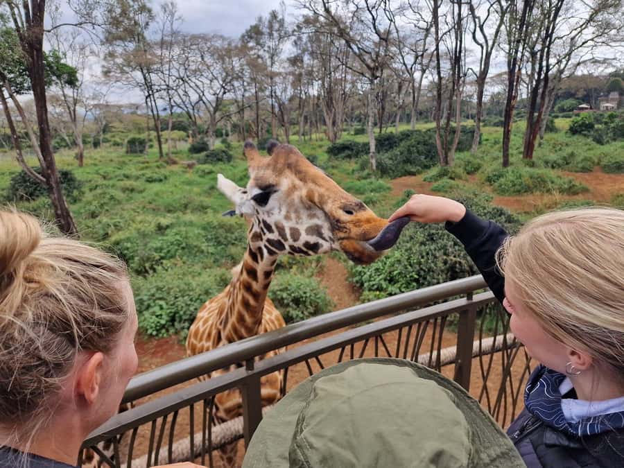 Elephant Orphanage and Giraffe Center Tour with Options - Key points at a glance