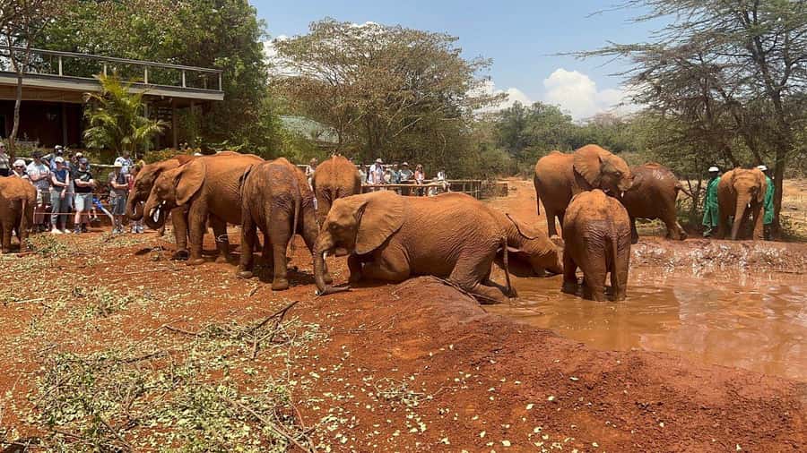 Elephant Orphanage and Giraffe Center Tour with Options - Baby elephants take center stage