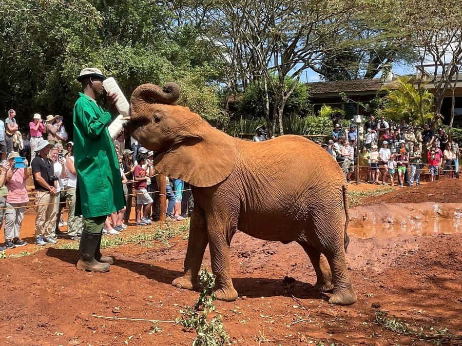 Elephant Orphanage and Giraffe Center Tour with Options - Kazuri Beads adds a local craft lesson