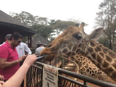 Elephant Orphanage and Giraffe Center Tour with Options