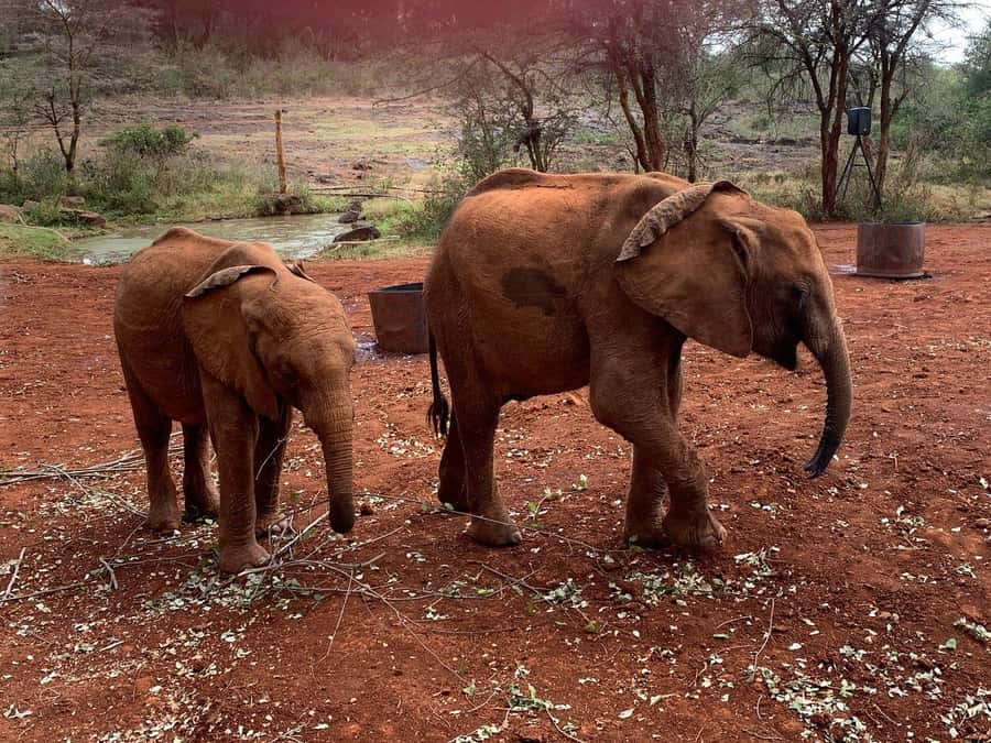 Elephant Orphanage and Giraffe Center Tour with Options - How the day works in practice