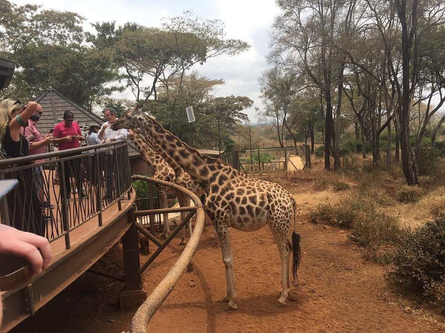 Elephant Orphanage and Giraffe Center Tour with Options - What the USD 35 price really means