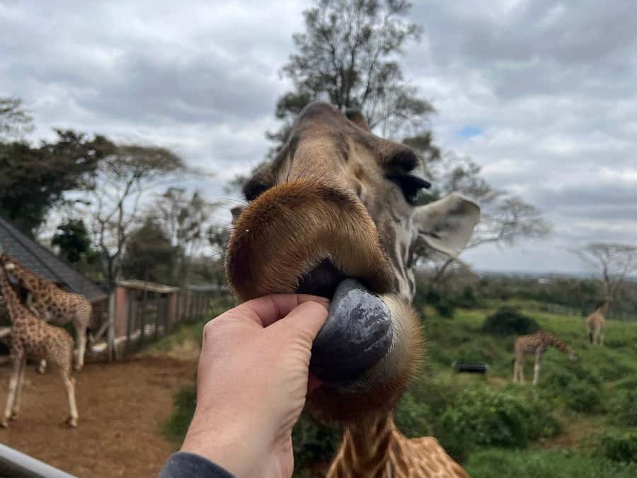 Elephant Orphanage and Giraffe Center Tour with Options - Who should book this Nairobi day tour?