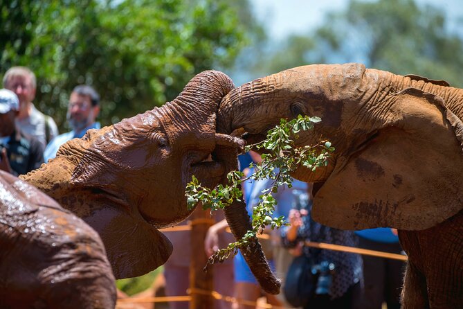 Elephant Orphanage, Giraffe Center & Bomas of Kenya Day Tour - A full day of Nairobi’s wildlife and culture