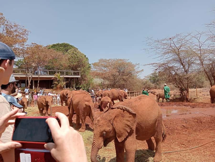 Elephant Orphanage,Giraffe Center&Karen Blixxen Day TripTour - Key points at a glance