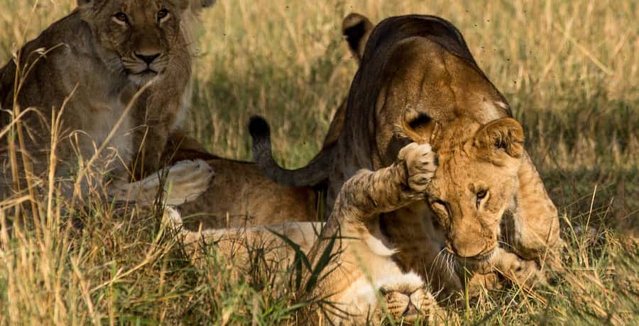 Elephant Orphanage,Giraffe Center&Karen Blixxen Day TripTour - Who will get the most from this outing