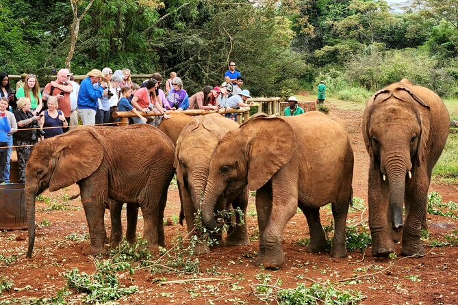 Elephant Orphanage, Giraffe Centre& optional Nairobi NationalPark - Feeding Rothschild’s giraffes at the Giraffe Centre