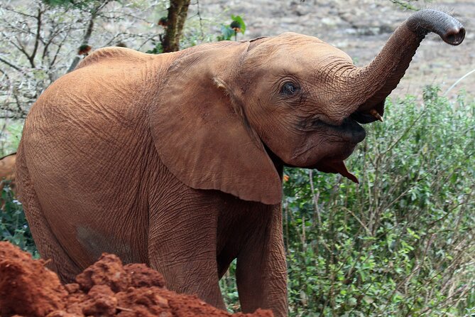 Elephant Orphanage, Giraffe Centre& optional Nairobi NationalPark - A short stop at Kobe Beads and Leather