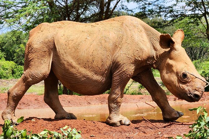 Elephant Orphanage, Giraffe Centre& optional Nairobi NationalPark - Adding Nairobi National Park to the day