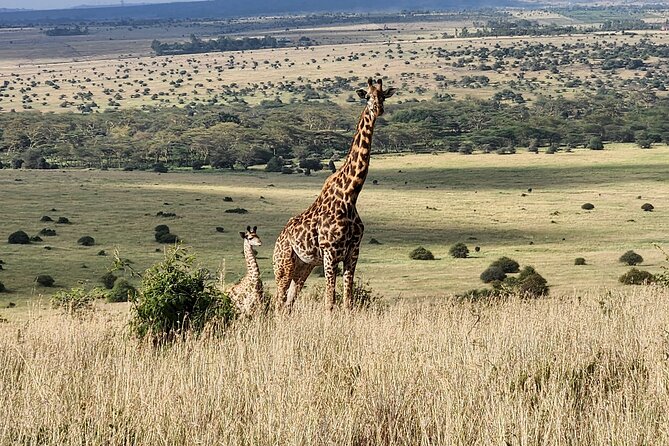 Elephant Orphanage, Giraffe Centre& optional Nairobi NationalPark - Is $95 a fair price?