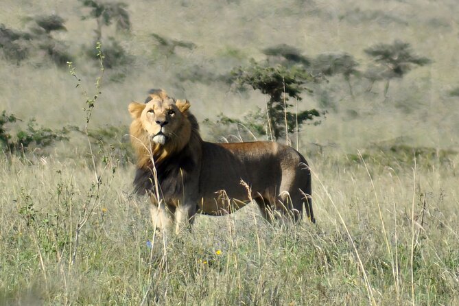 Elephant Orphanage, Giraffe Centre& optional Nairobi NationalPark - Practical choices for different kinds of visitors