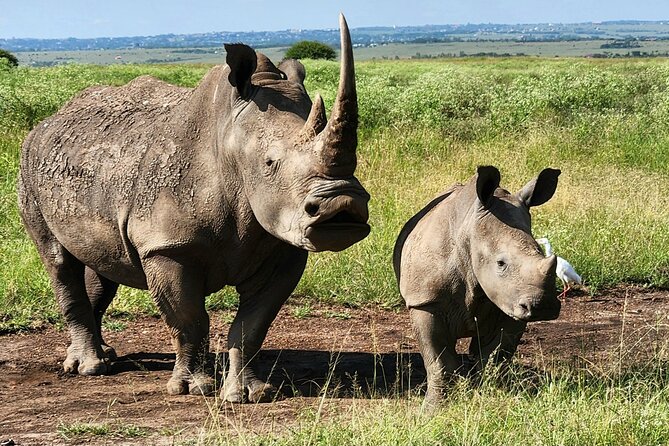 Elephant Orphanage, Giraffe Centre& optional Nairobi NationalPark - Hearing the elephants’ stories at Sheldrick Wildlife Trust
