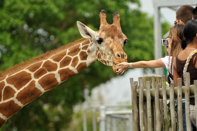 Elephant Orphanage & Giraffe Centre Tour - Key points to know before booking