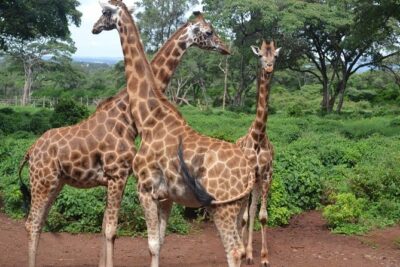 Elephant Orphanage & Giraffe Centre Tour