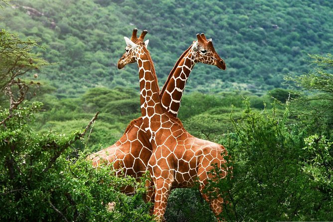 Elephant Orphanage & Giraffe Centre Tour - The real cost: $140 before lunch