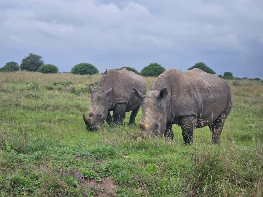 Elephant Orphanage, Giraffee Center, Karen Blixxen Meseum - Key points to know before booking