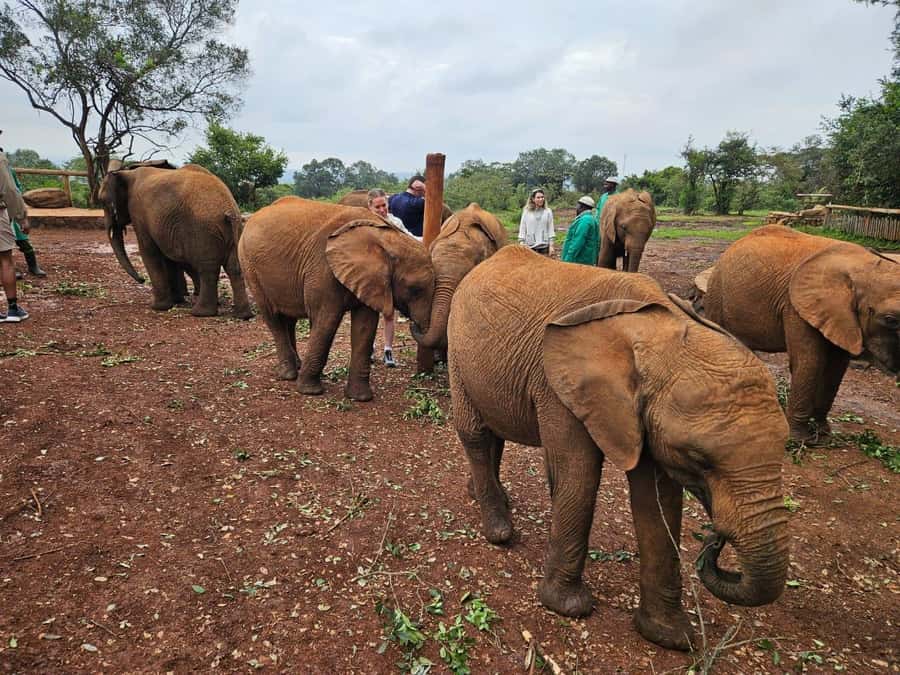 Elephant Orphanage, Giraffee Center, Karen Blixxen Meseum - Three Nairobi attractions in five hours