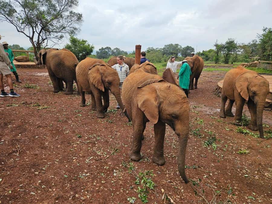 Elephant Orphanage, Giraffee Center, Karen Blixxen Meseum - Milk bottles and personal stories at Sheldrick