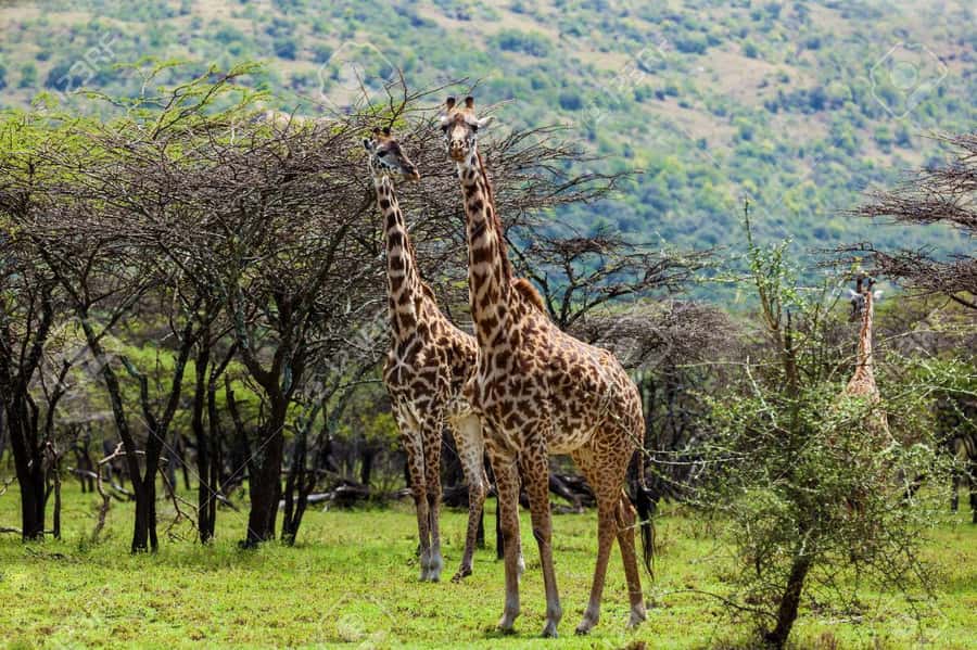 Elephant Orphanage, Giraffee Center, Karen Blixxen Meseum - What the $34 price really covers