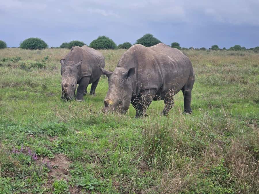 Elephant Orphanage, Giraffee Center, Karen Blixxen Meseum - The main strengths and the fair complaints