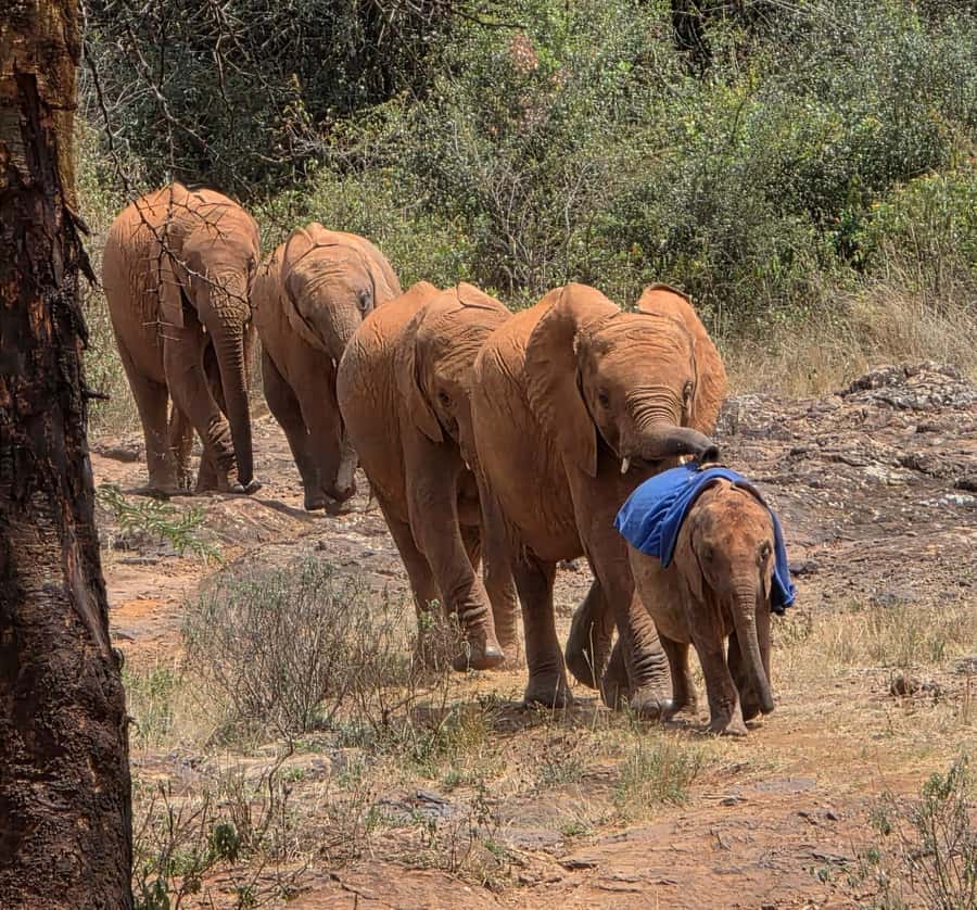 Elephant Orphanage Trust, Giraffes & Bomas of Kenya Day Tour - Bomas of Kenya: homesteads, dances, and 53 communities