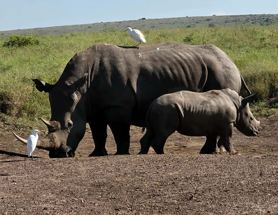 Elephant Orphanage Trust, Giraffes & Bomas of Kenya Day Tour - Is $123 good value?