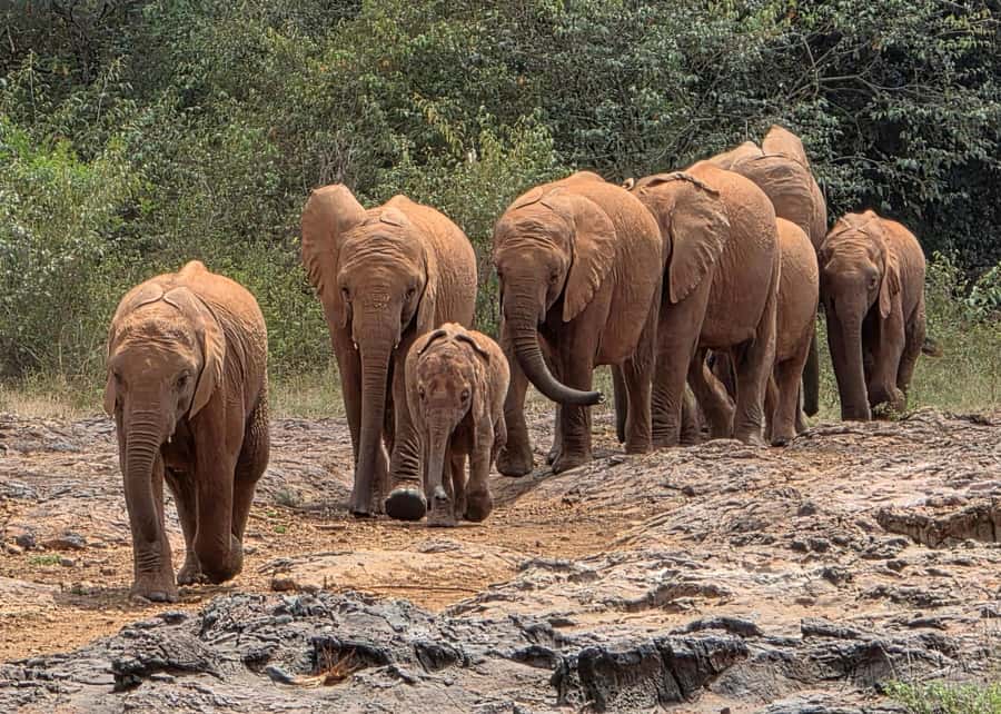 Elephant Orphanage Trust, Giraffes & Bomas of Kenya Day Tour - Feeding Rothschild’s giraffes at the Giraffe Centre