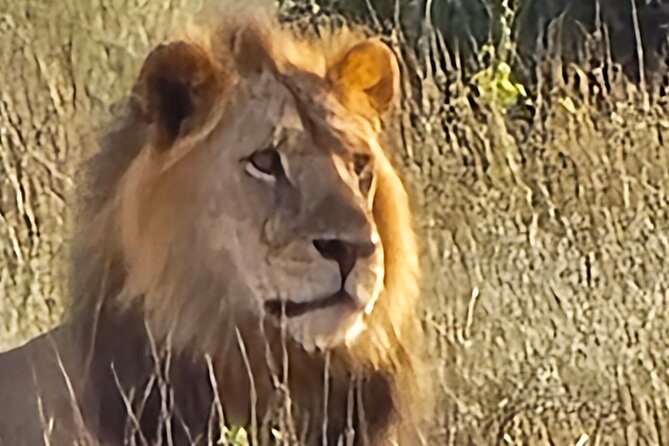 Elky Tours 2 Days Tsavo East Tour - Why Tsavo East makes a strong safari choice from Diani