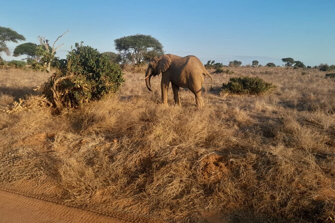 Elky Tours 2 Days Tsavo East Tour - The guide can shape the whole experience