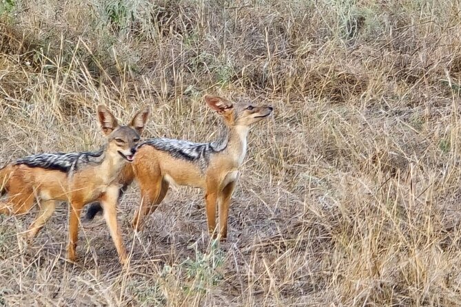 Elky Tours 2 Days Tsavo East Tour - The first game drive at about 10:00am