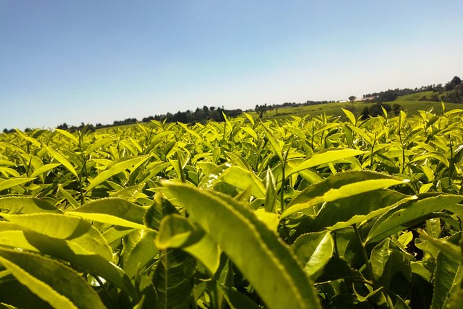 Excursion to Kiambethu Tea Farm - A 9:00 am departure from Nairobi