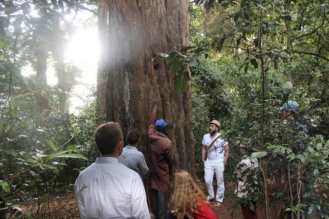 Excursion to Kiambethu Tea Farm - Practical details that can shape your day