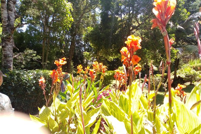 Excursion to Kiambethu Tea Farm - Forest paths, monkeys, and birds