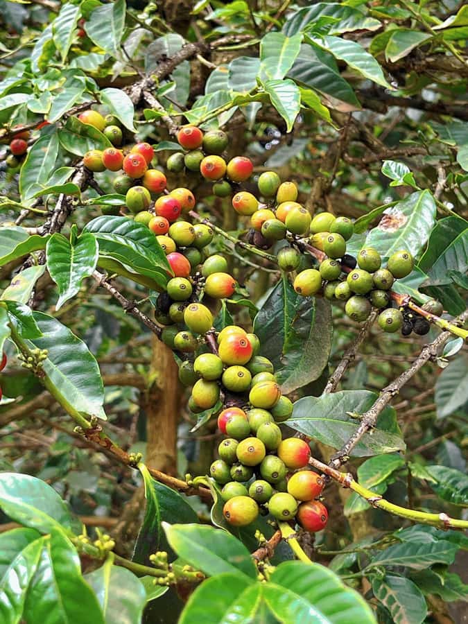 Fairview Coffee Estate Tour From Nairobi - Key points to know before booking