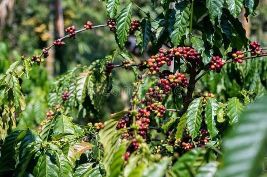 Fairview Coffee Estate Tour From Nairobi - Timing, comfort, and what to bring