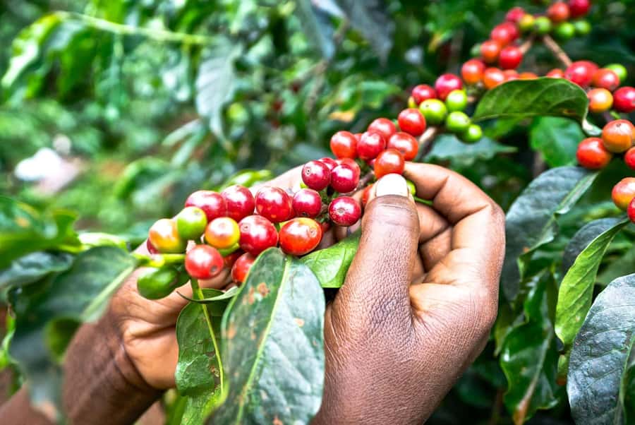 Fairview Coffee Estate Tour From Nairobi - Leaving Nairobi for Kiambu