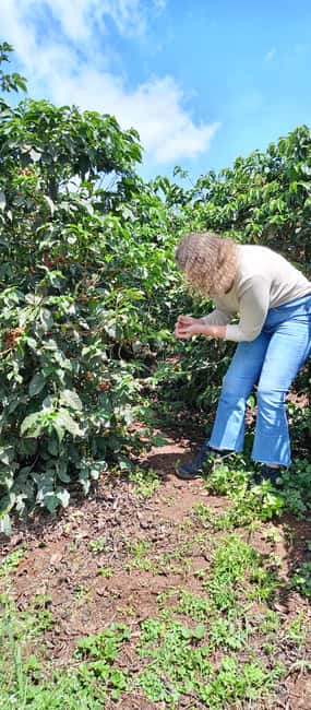 FAIRVIEW COFFEE FARM DAY TOUR - Choosing the 10am or 2pm session