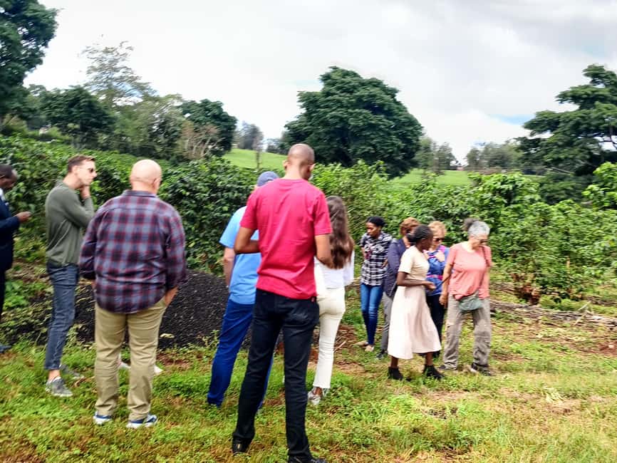 FAIRVIEW COFFEE FARM DAY TOUR - From the plants to the processing area