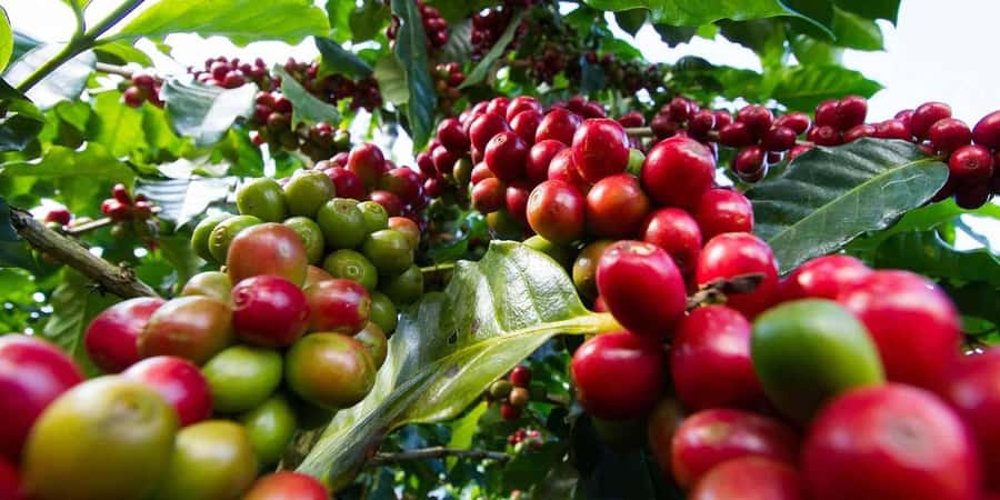 Fairview Coffee Farm Day Tour in Nairobi with Pickup - Key points to know before booking