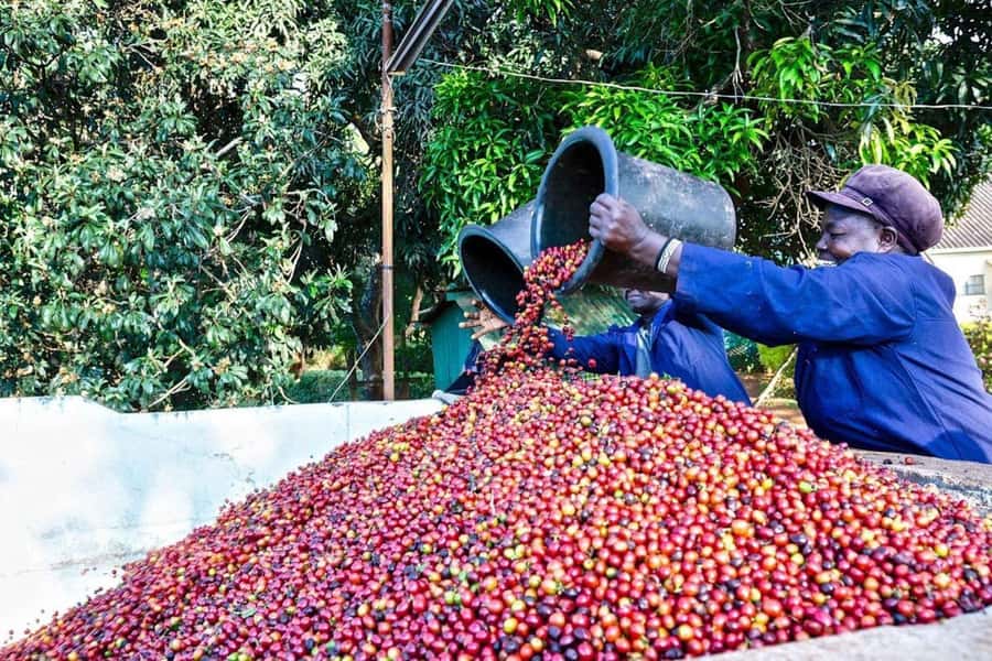 Fairview Coffee Farm Day Tour in Nairobi with Pickup - Inside the coffee factory