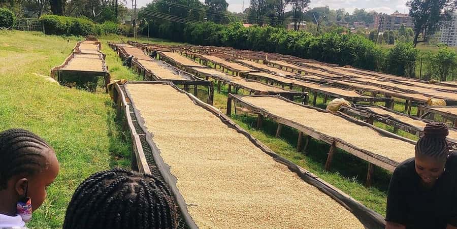 Fairview Coffee Farm Day Tour in Nairobi with Pickup - Who will enjoy this day most