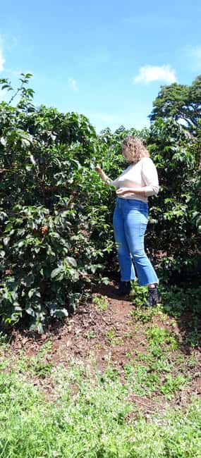 FAIRVIEW COFFEE FARM DAY TOUR - Walking through the coffee-growing side of Kenya