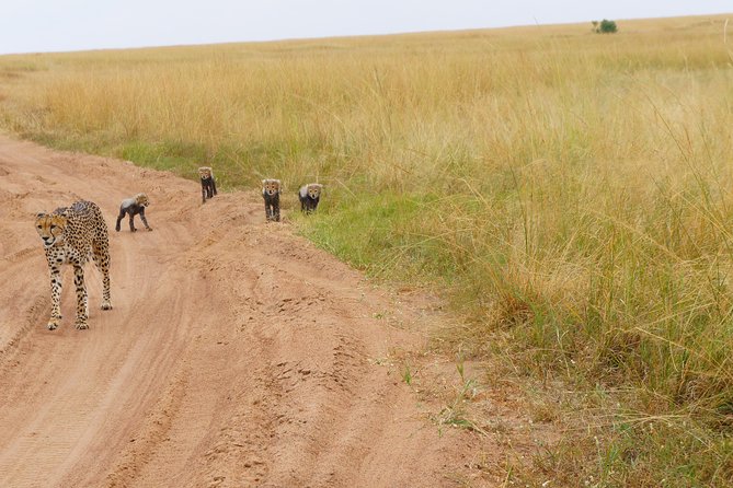 Family & Friends safari Full package . - Day 9: Nairobi National Museum and the final transfer