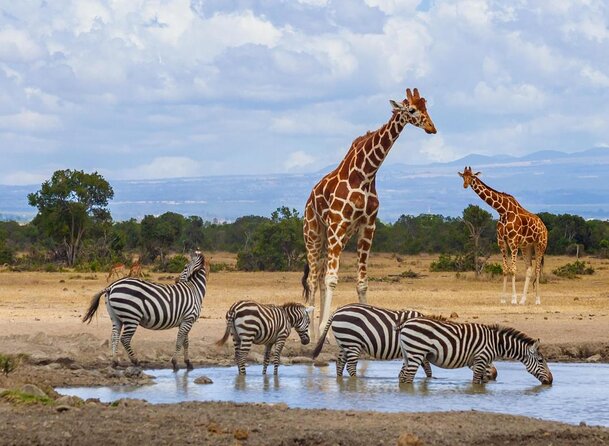 Family & Friends safari Full package . - Day 2: Two safari drives and free time at Ol Pejeta