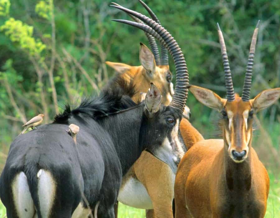 From Diani: Full Day Shimba hills tour with Sheldrick Falls - Sheldrick Falls and the question of swimming
