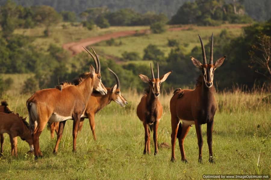 From Diani: Full Day Shimba hills tour with Sheldrick Falls - Who should book this Shimba Hills tour?