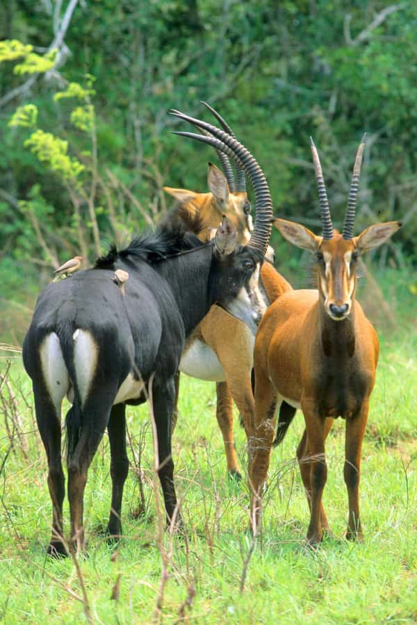 From Diani: Full Day Shimba hills tour with Sheldrick Falls - The 8:00 AM game drive and the search for sable antelope